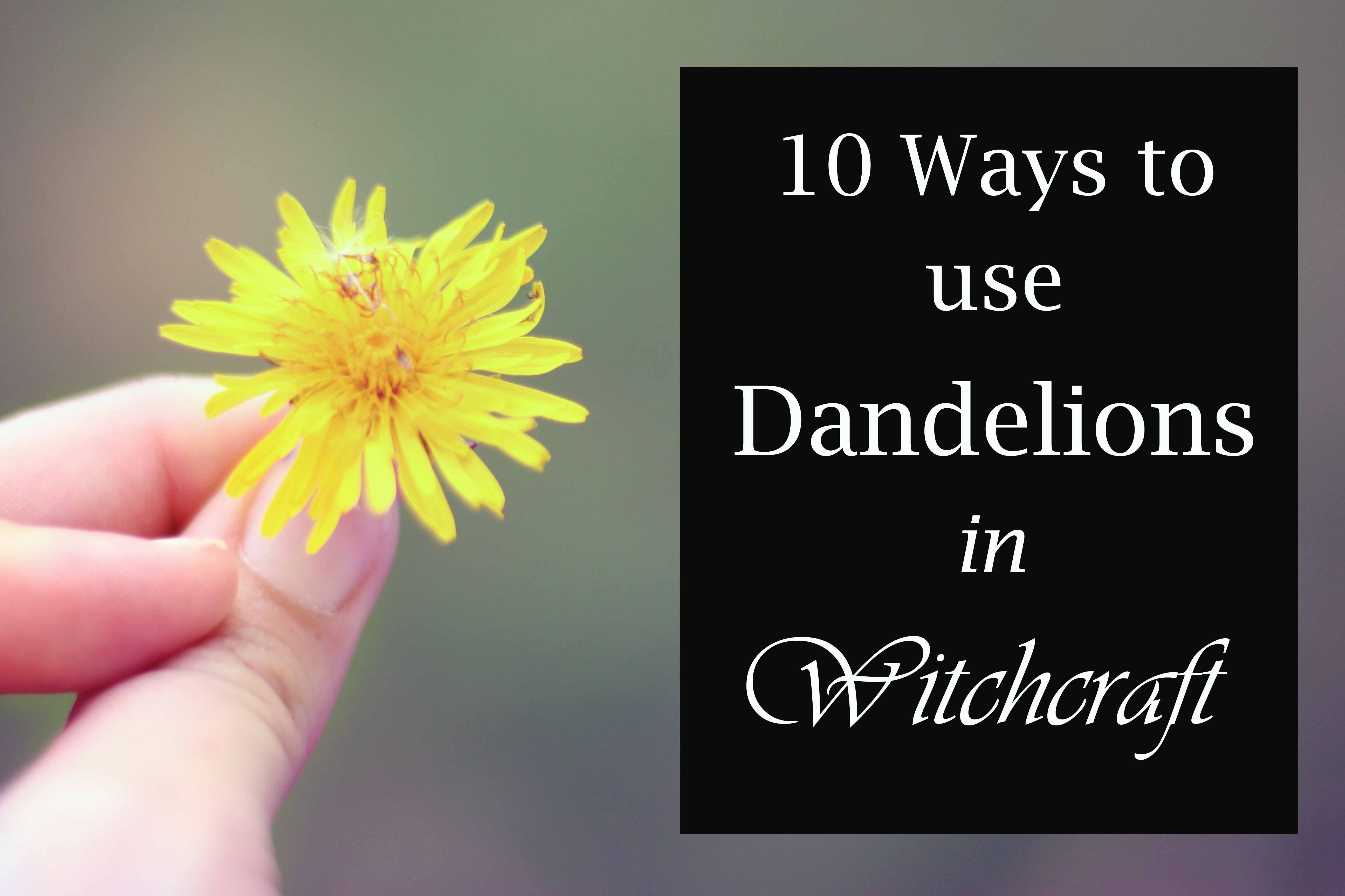 10 ways to use dandelions in witchcraft