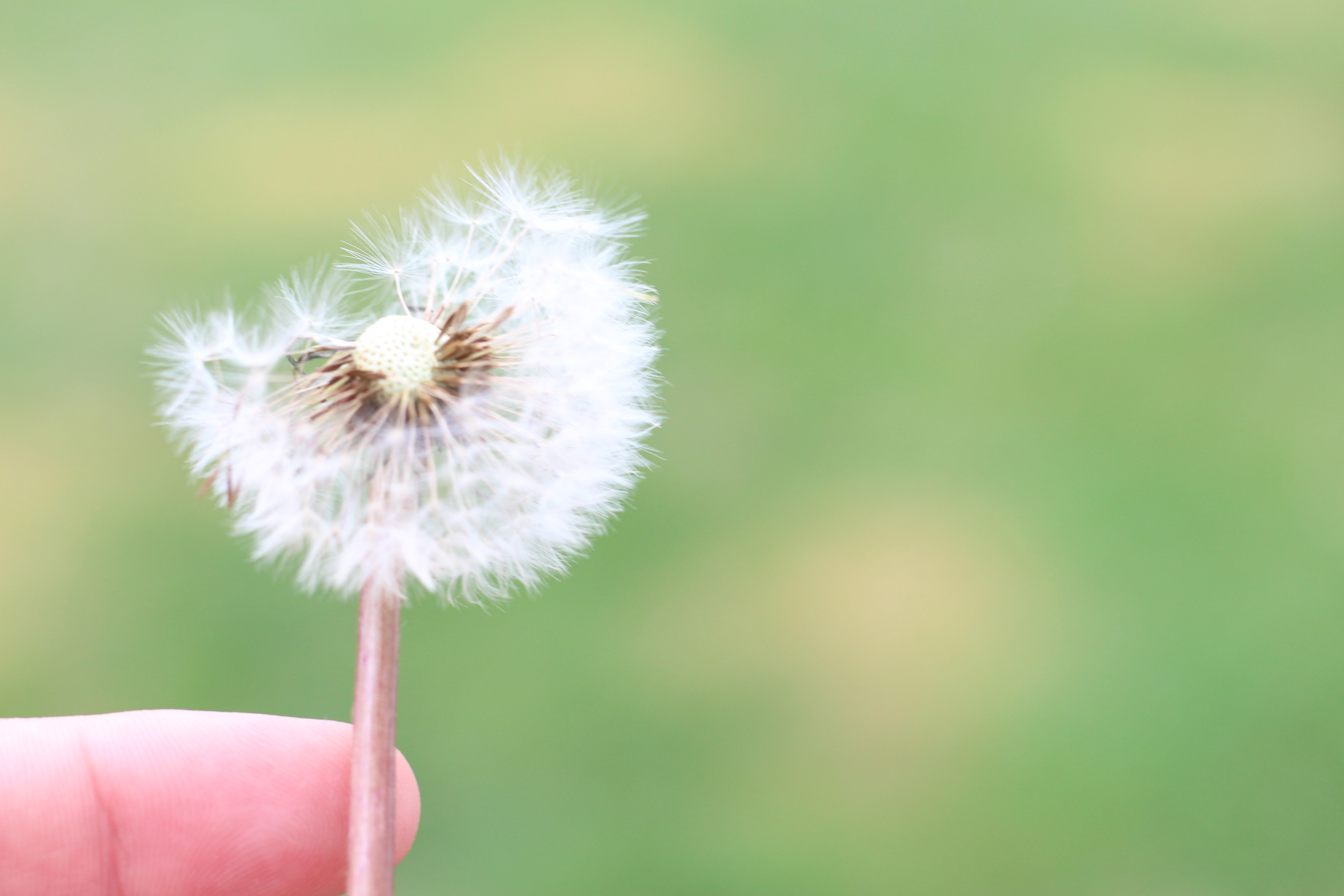 dandilion