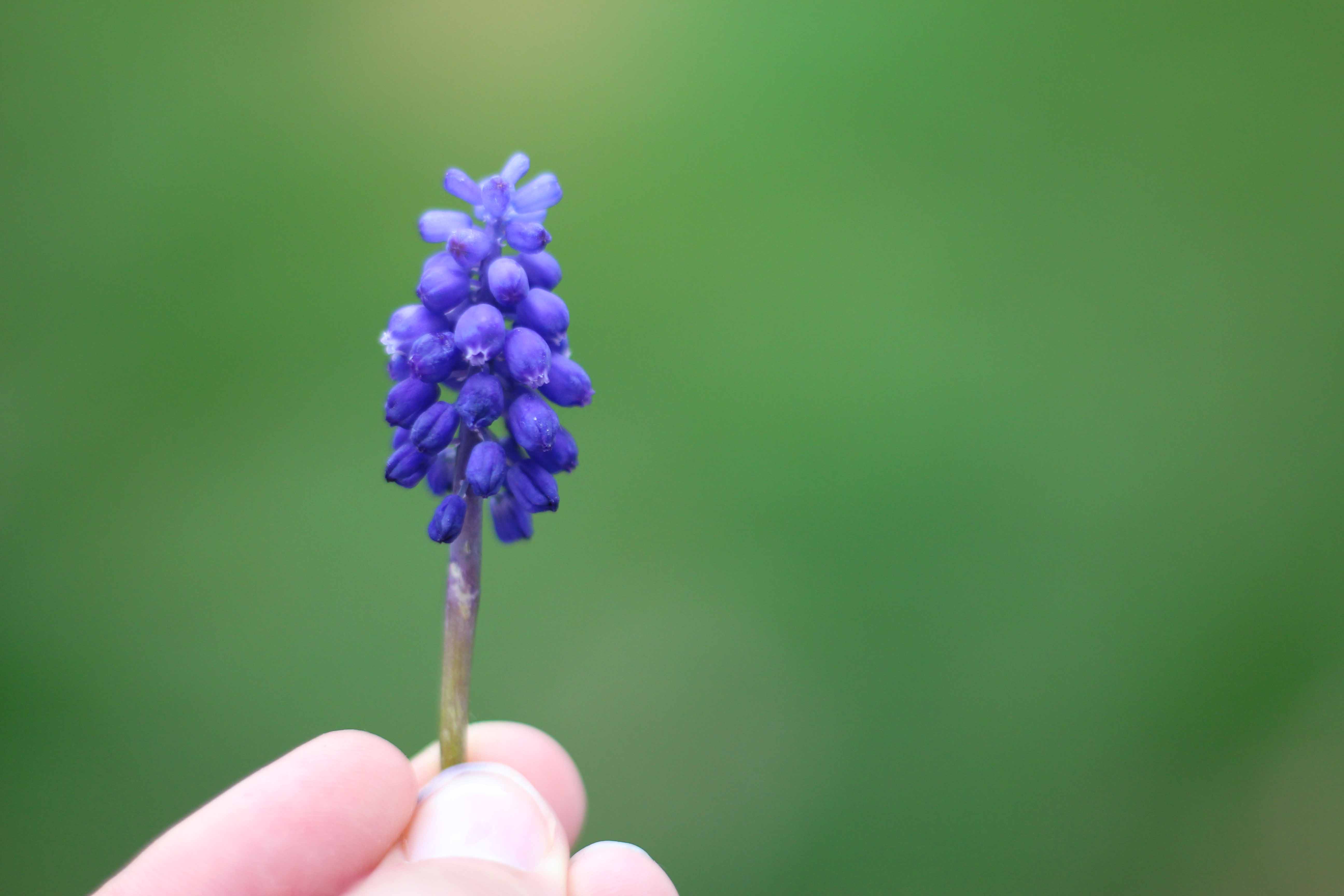 grape hyacinth