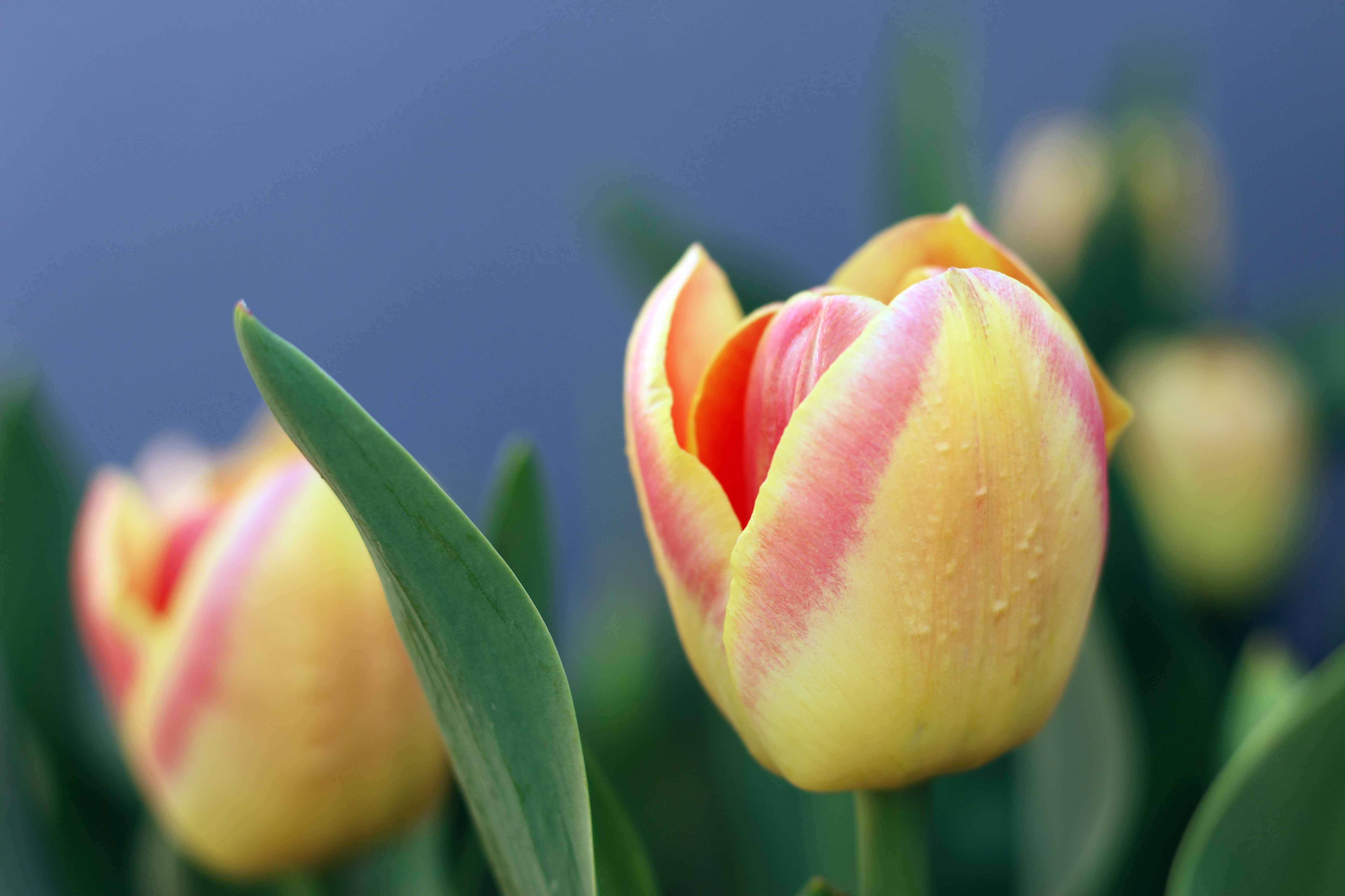 pink and yellow tulips