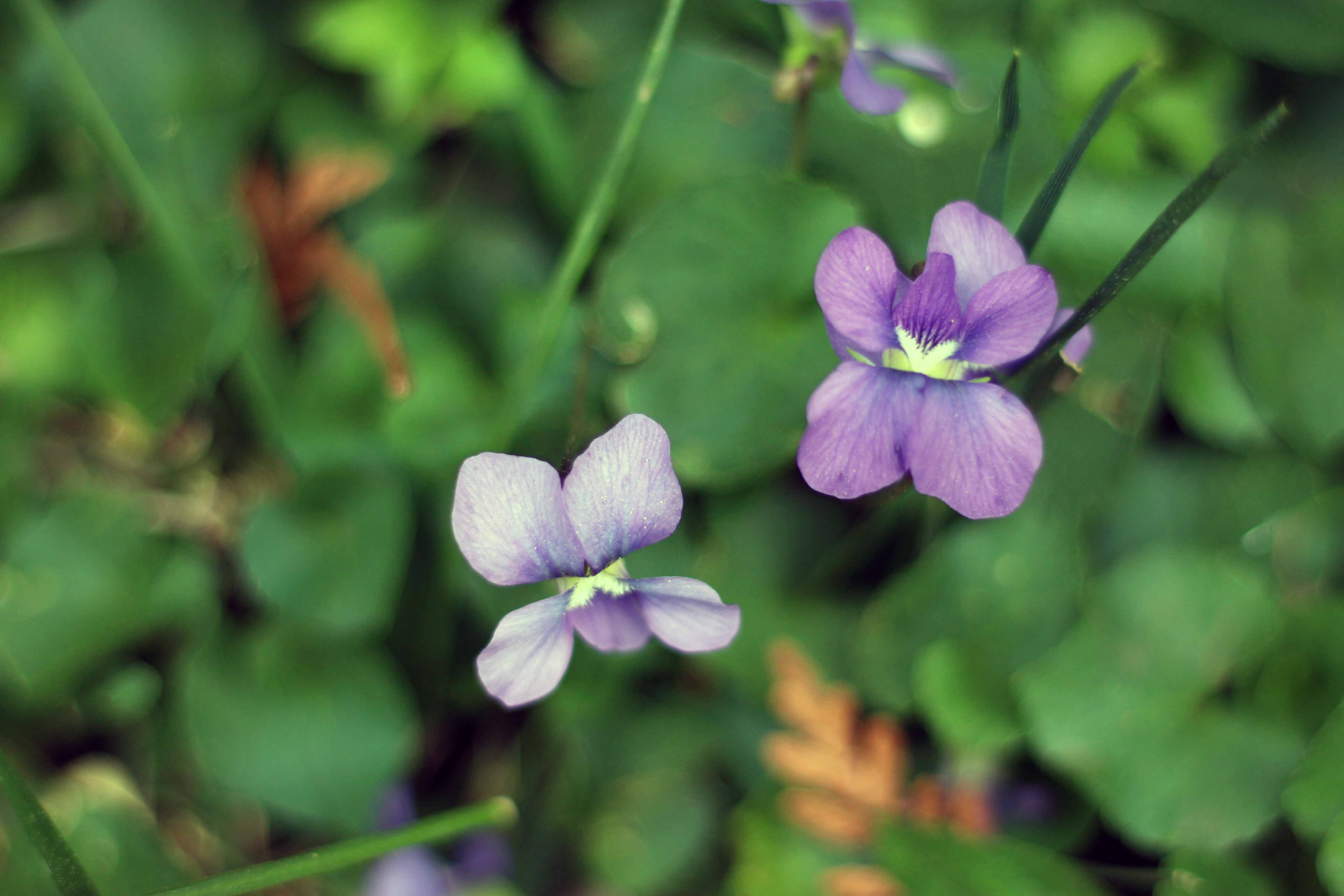 violets