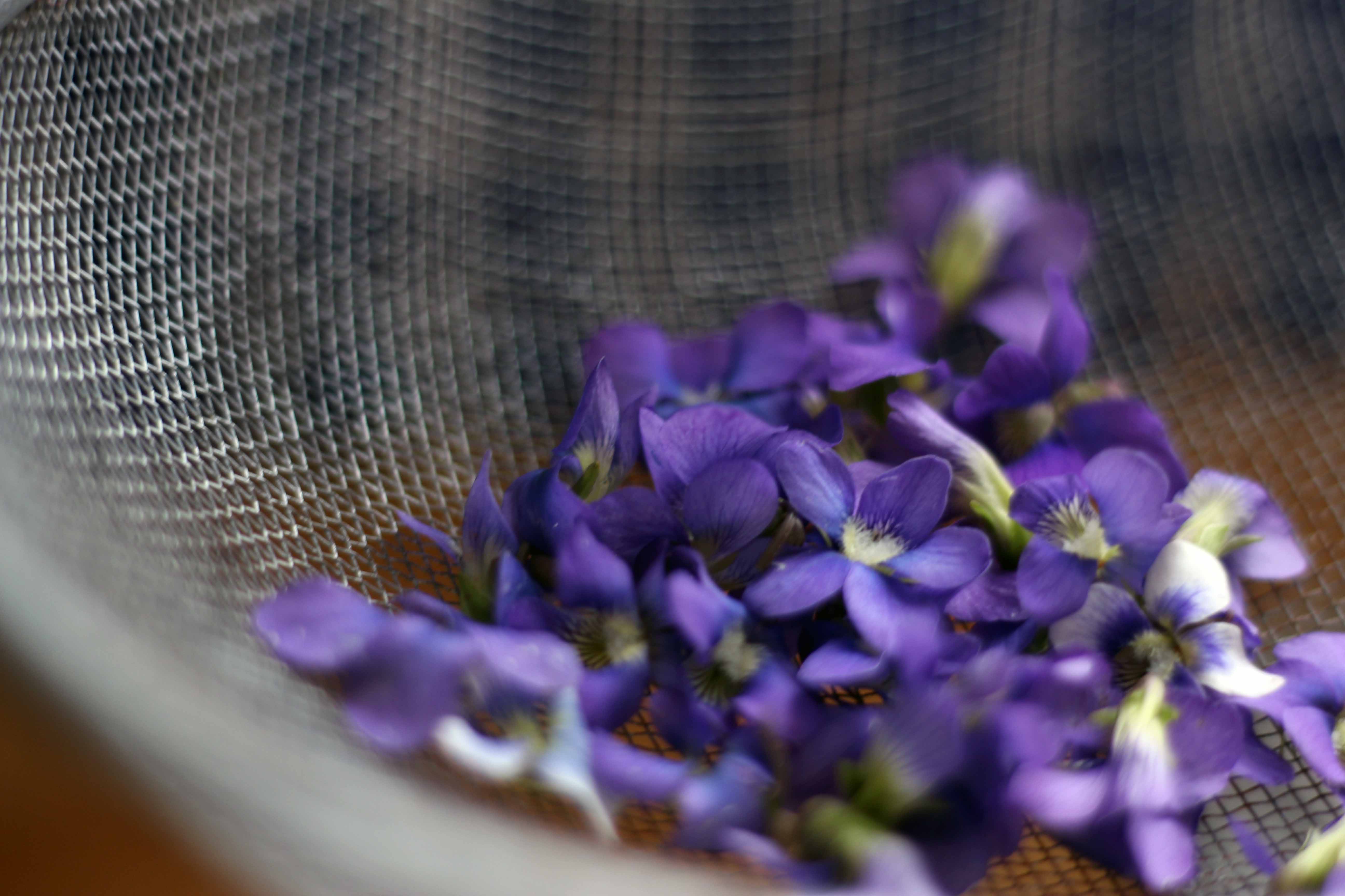 washing violets