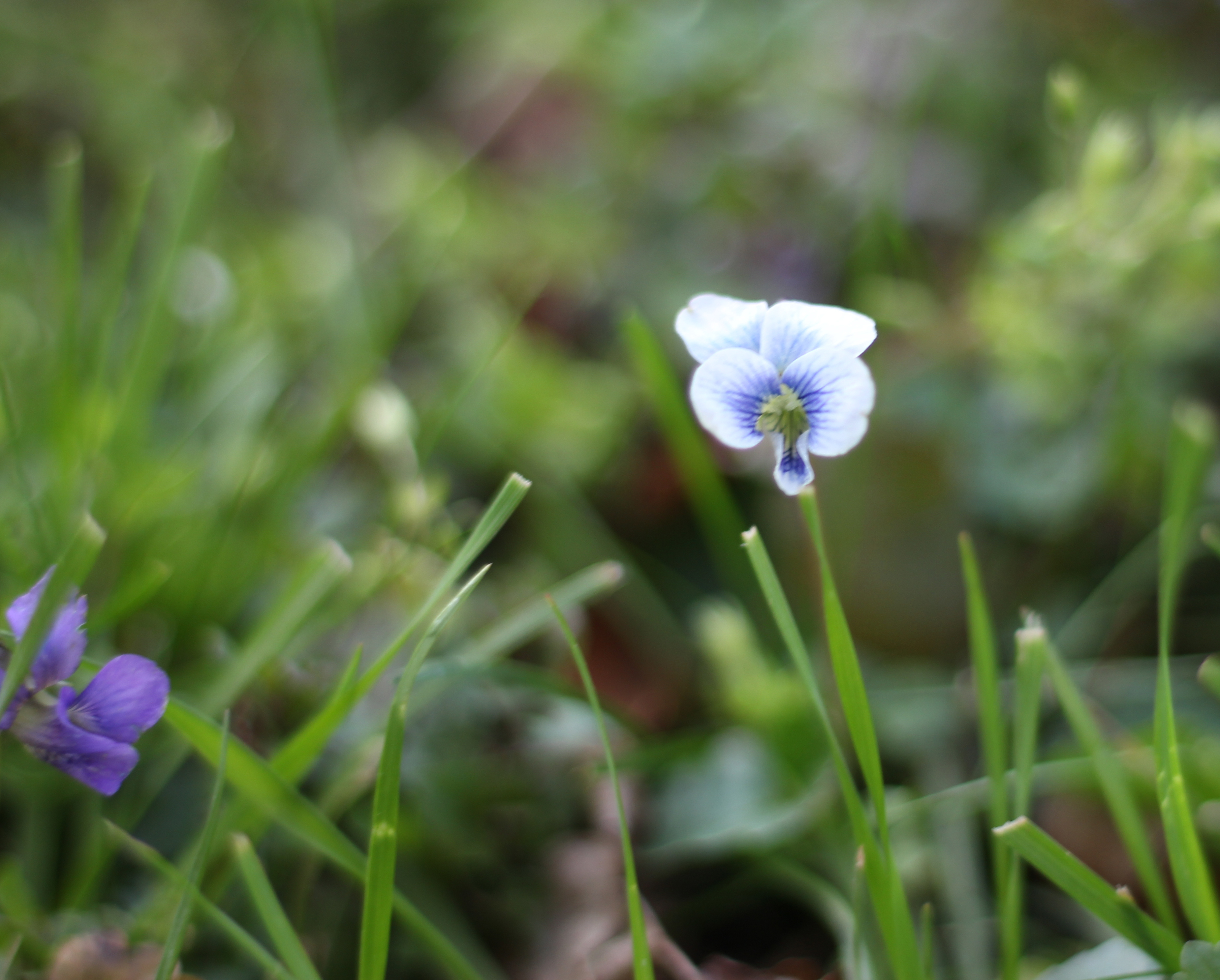 wild violet