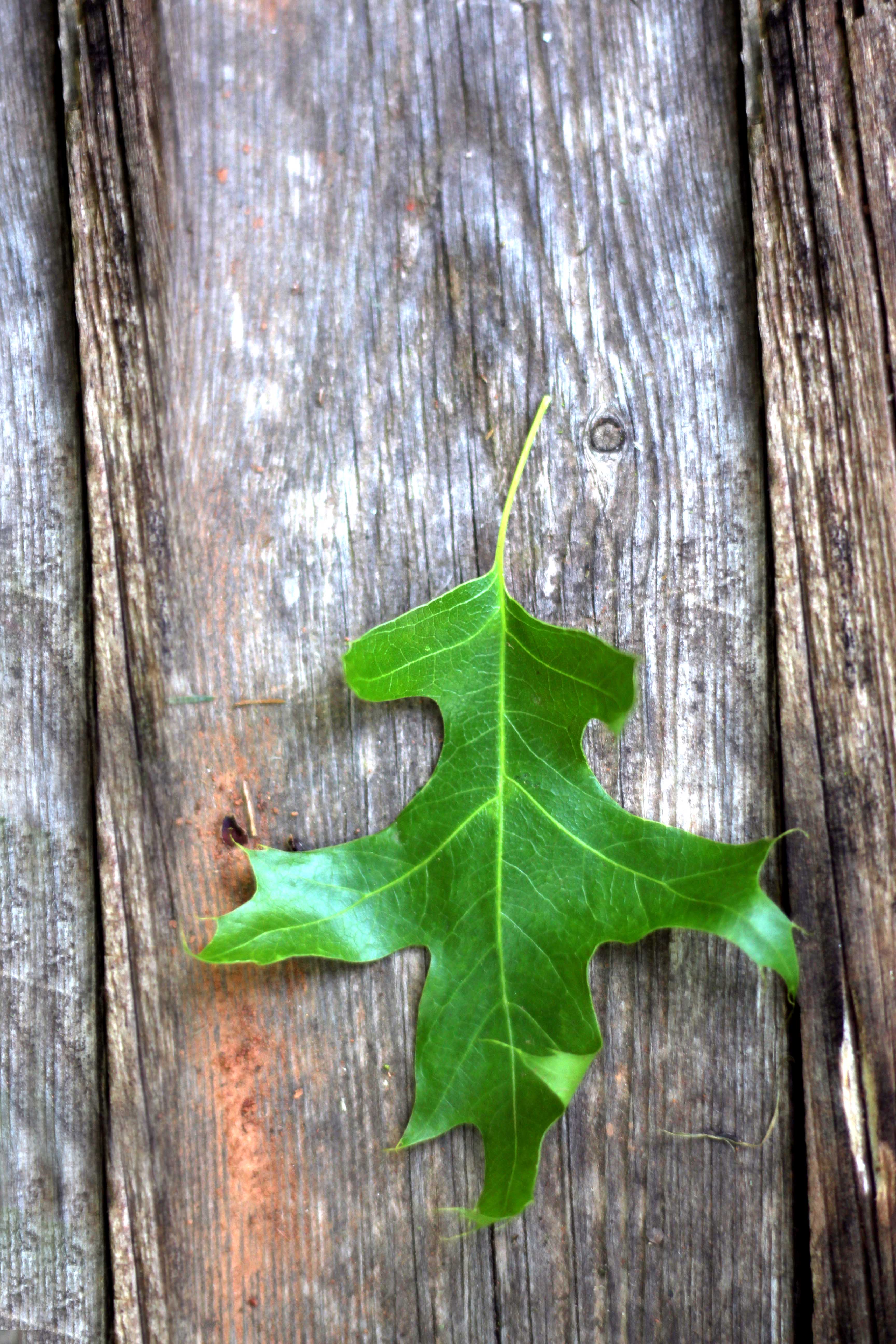 green oak leaf on wood