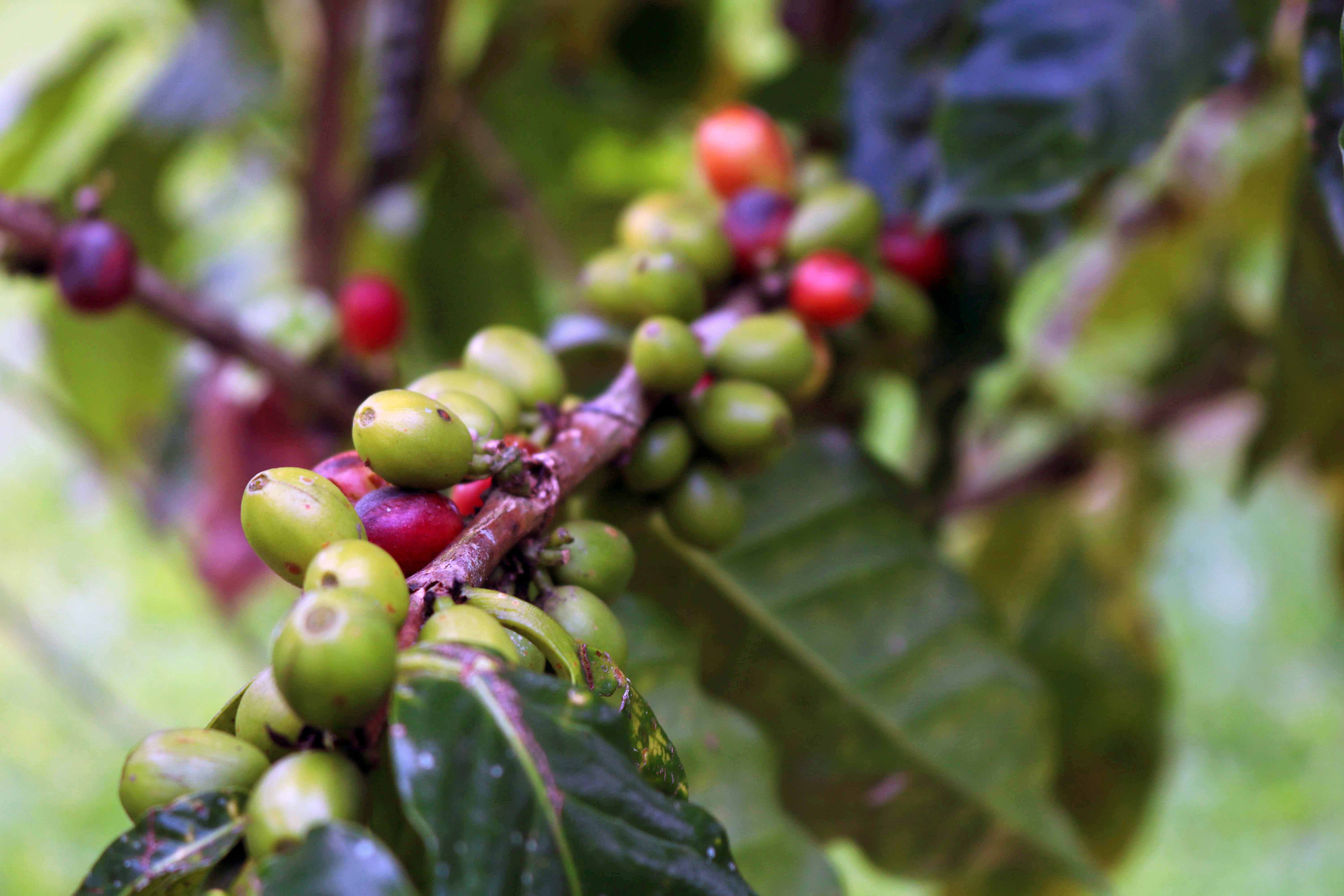 coffee plant