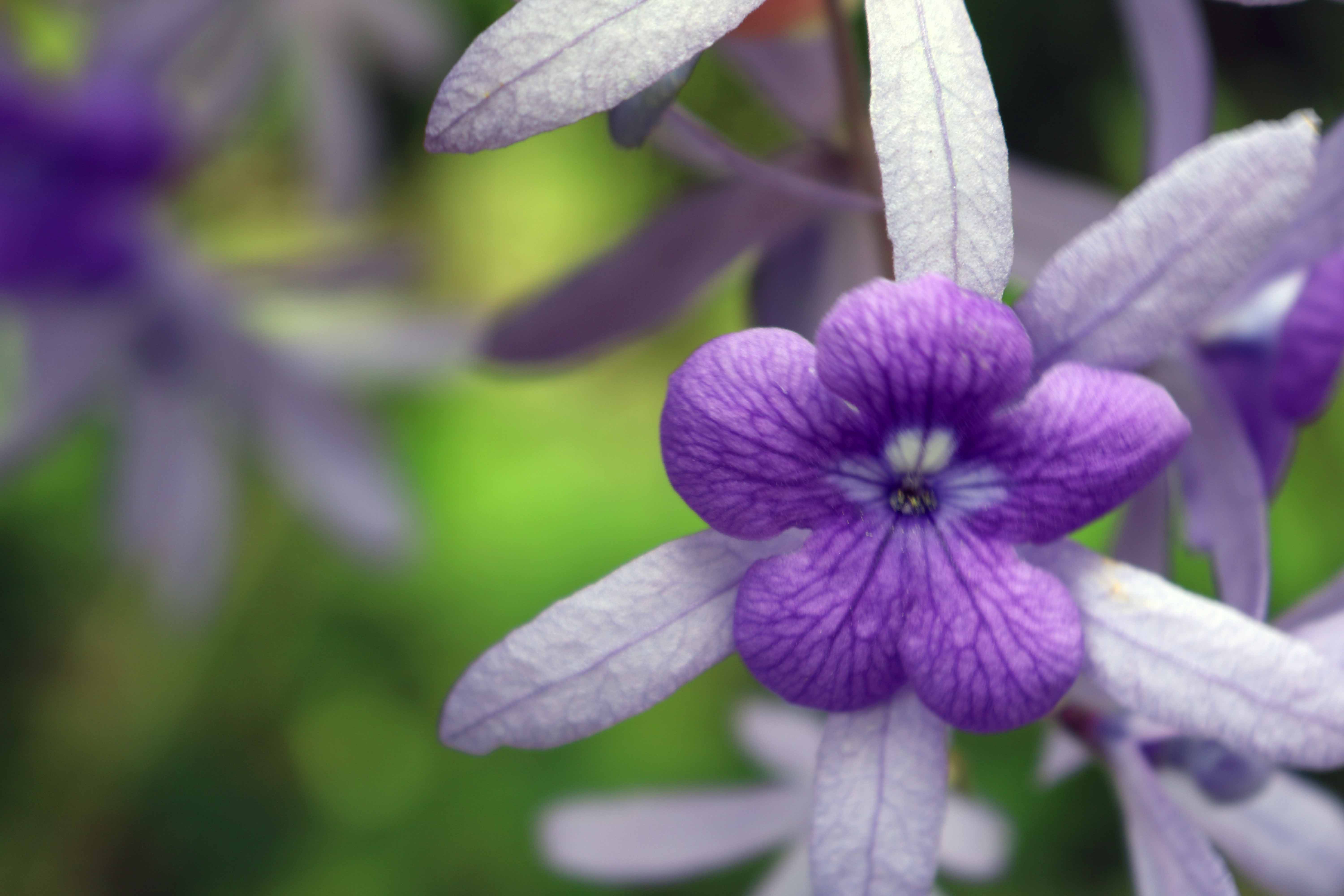 purple flower