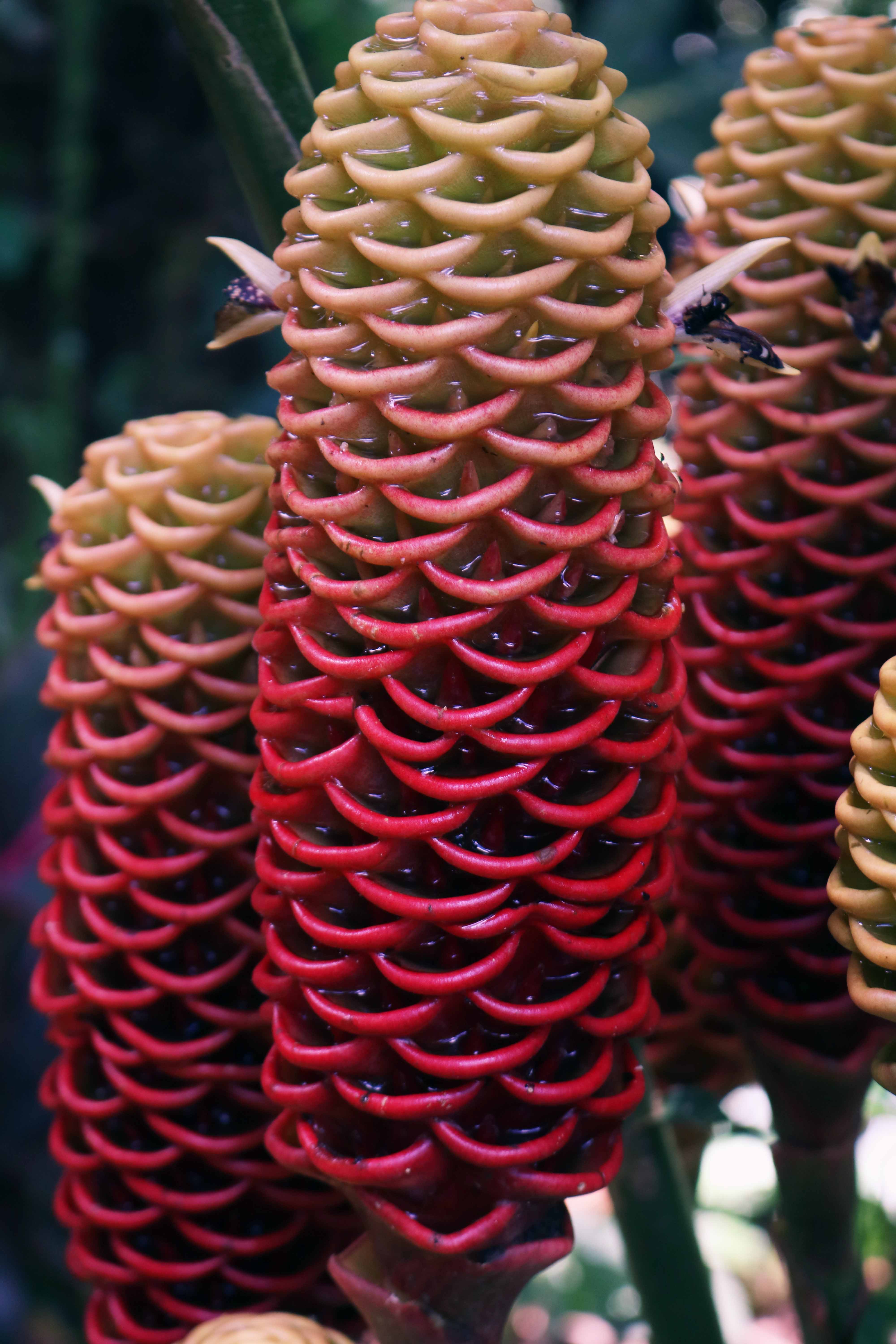 unidentified flower