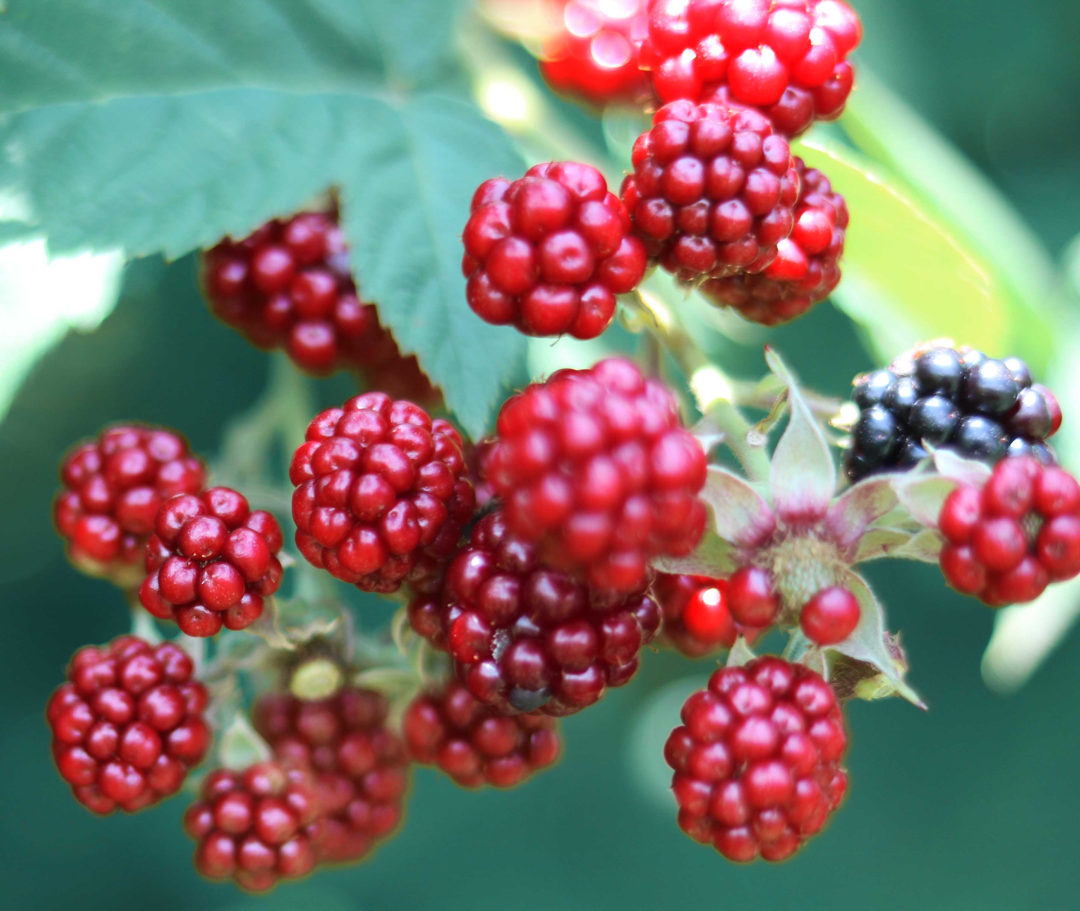 red raspberries and witchcraft