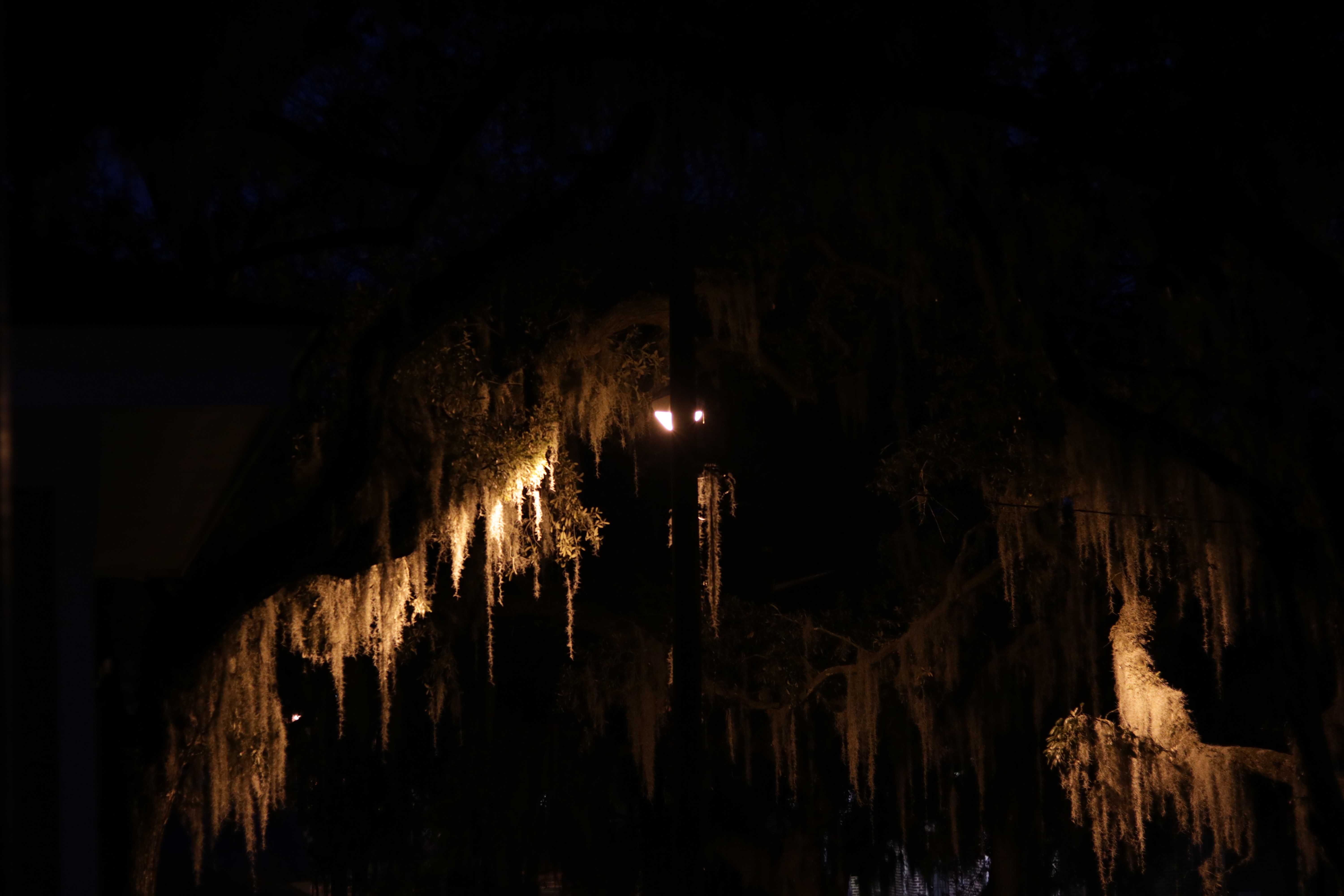 spanish moss in savannah