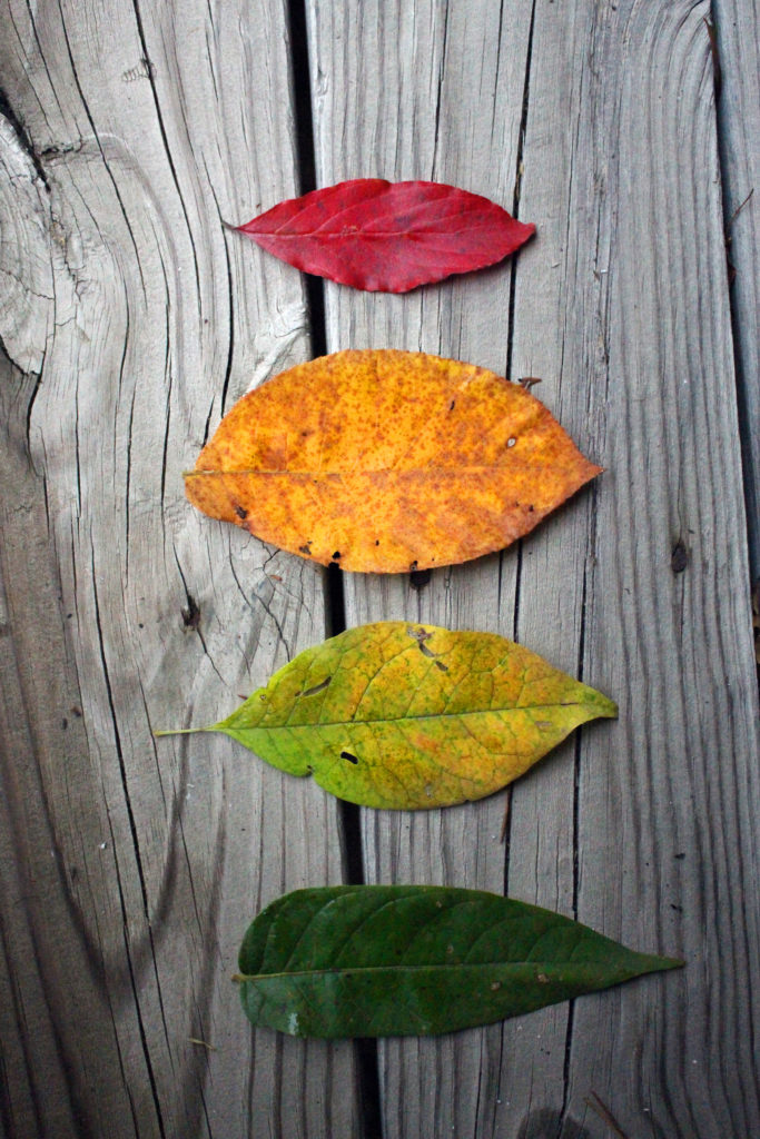 Using Leaves in Witchcraft