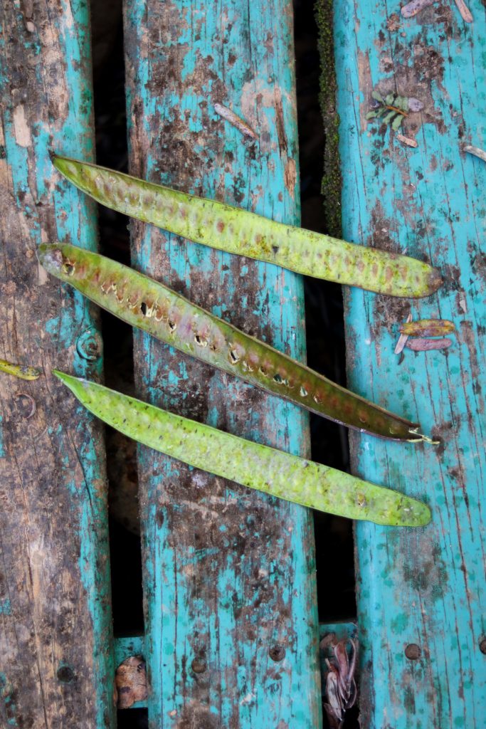 Come with me on a tour of Belize botanical gardens and discover the amazing world of Mayan tradiitonal medicine.