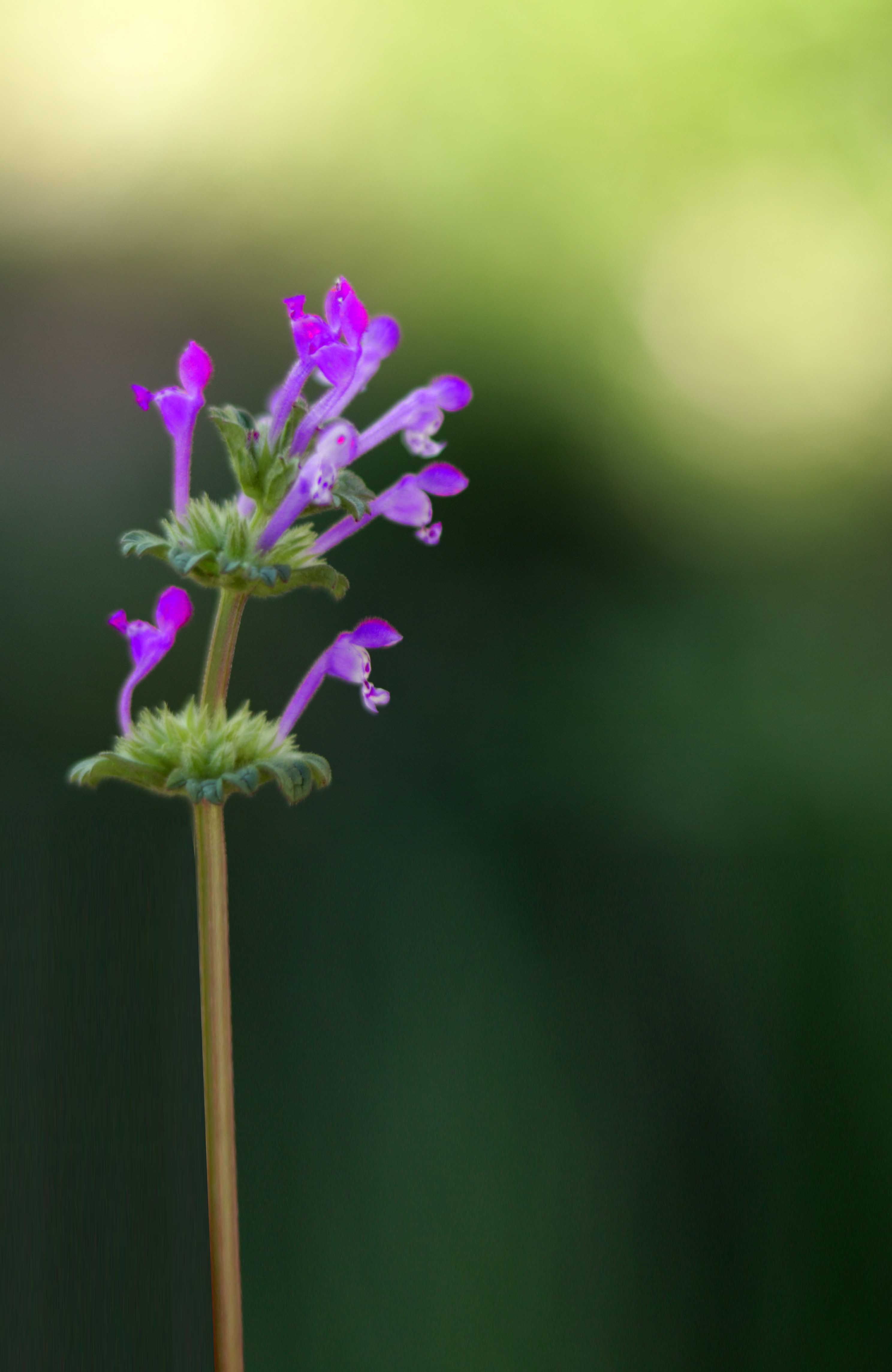 How to use henbit dead nettle in spells, witchcraft, magic and spring rituals like Ostara and Beltane.