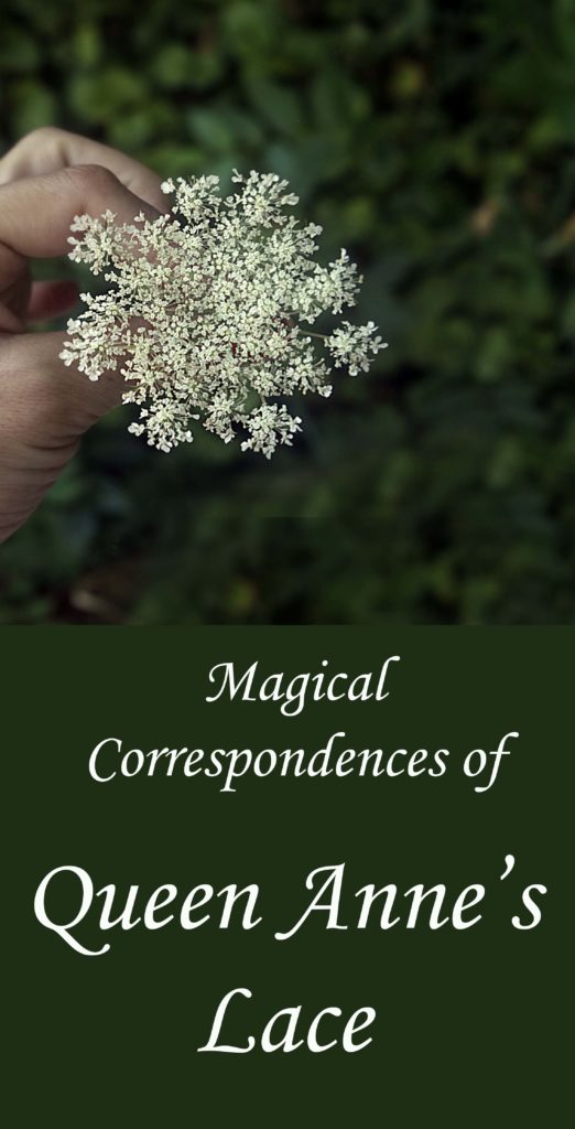 Magickal correspondences of Queen Anne's lace.