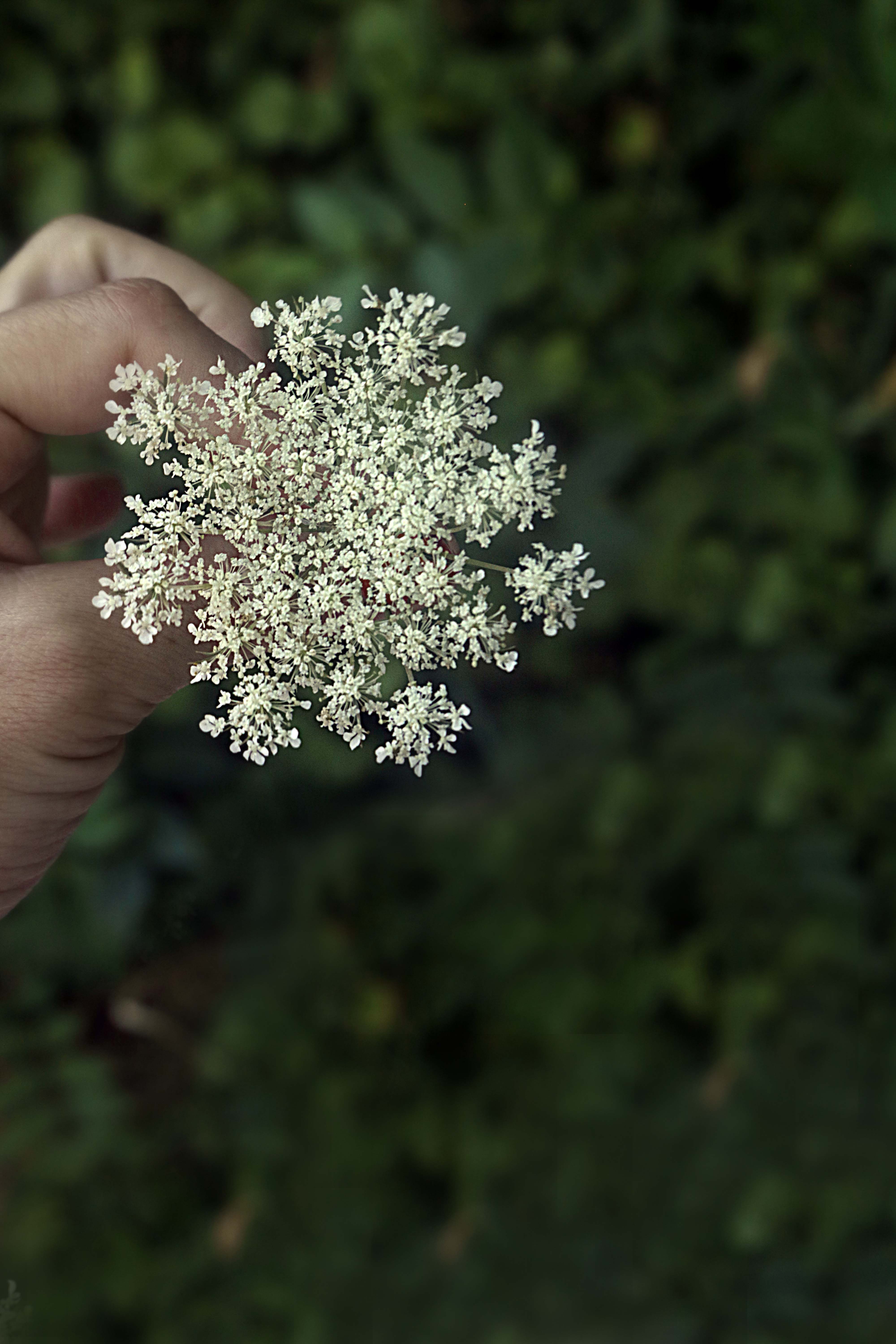 Queen Anne's lace and how to use it in witchcraft, magick and spells.