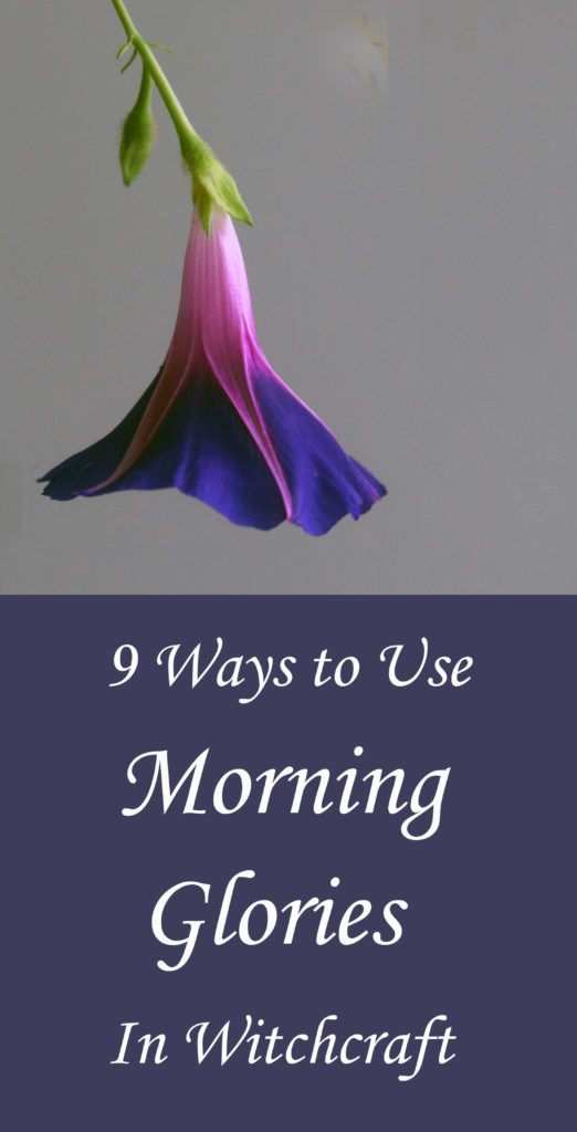 How to use morning glories in witchcraft and magick.