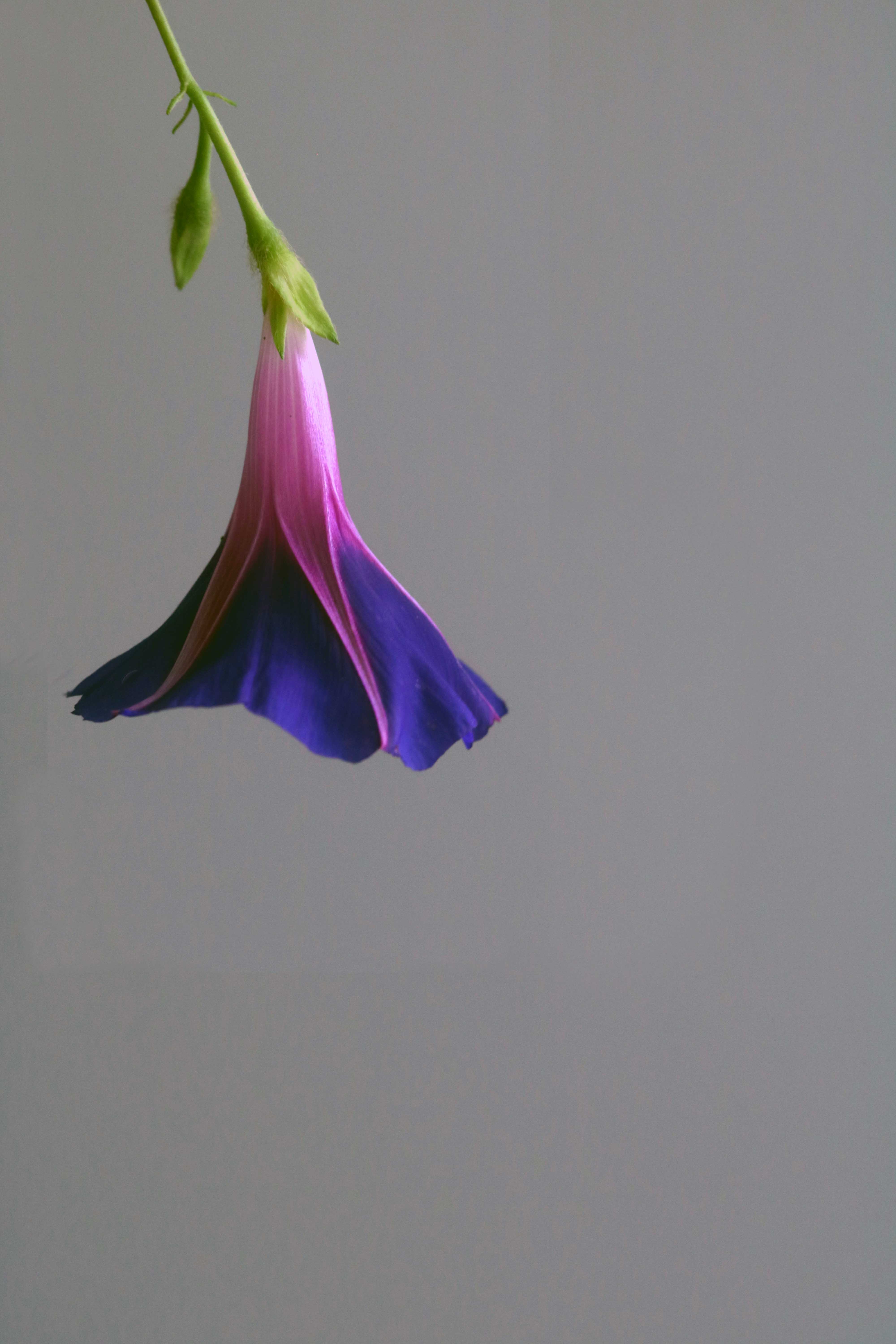 Beautiful, in-season morning glories and how to use them in witchcraft.