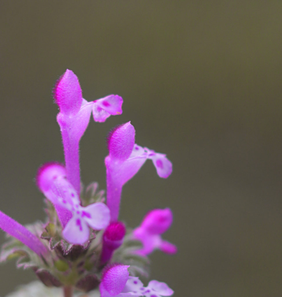 Spring Foraging: Henbit and Other Wildflowers to Look For and Use in Spells and Magic.