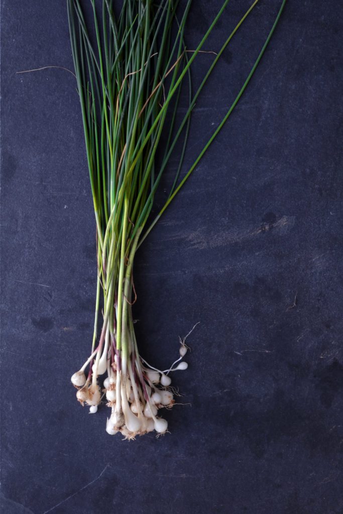 Wild onions foraged for witchcraft, spells and magic.