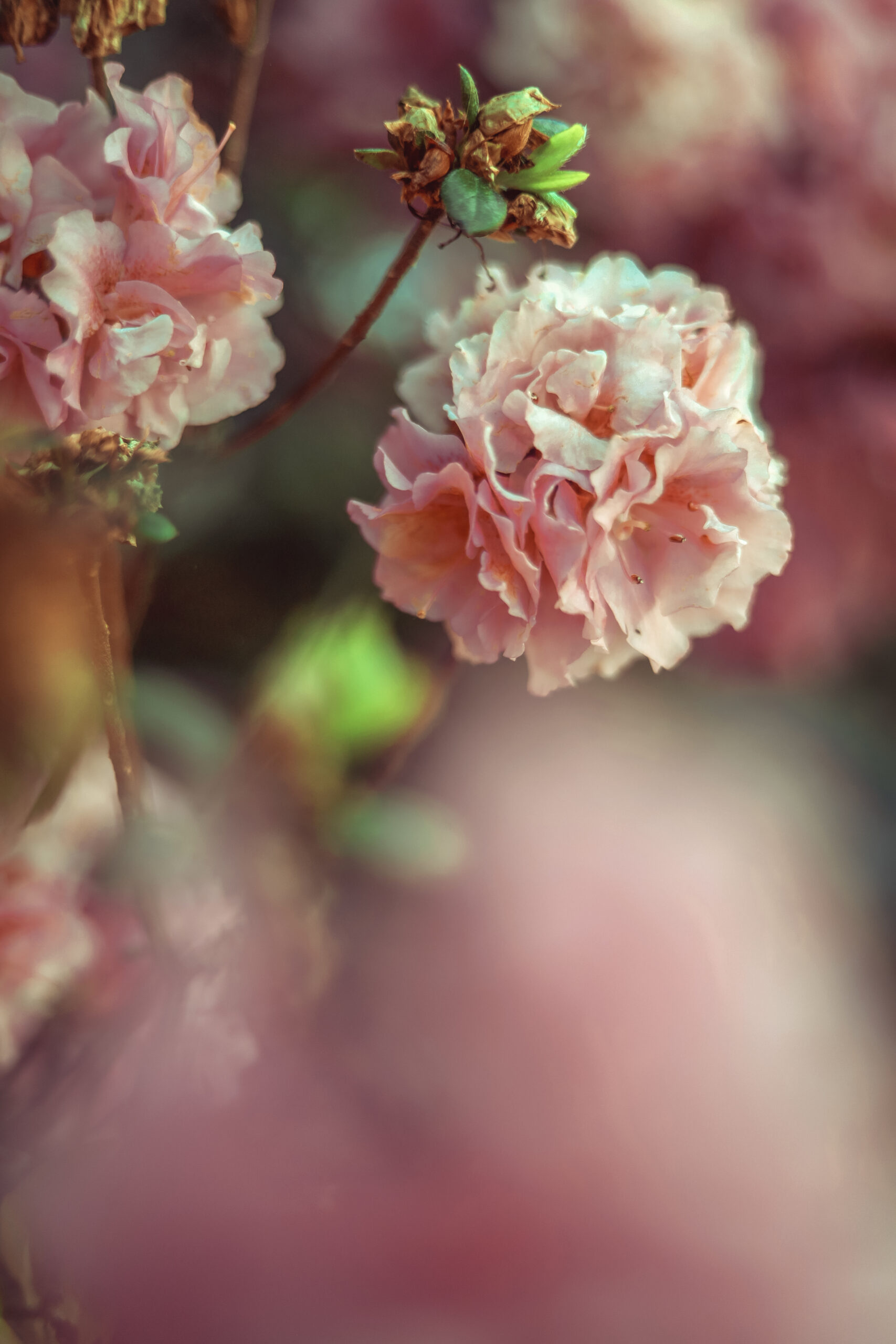 Peonies & Daisy Chains: The Enchanted flowers of Beltane.