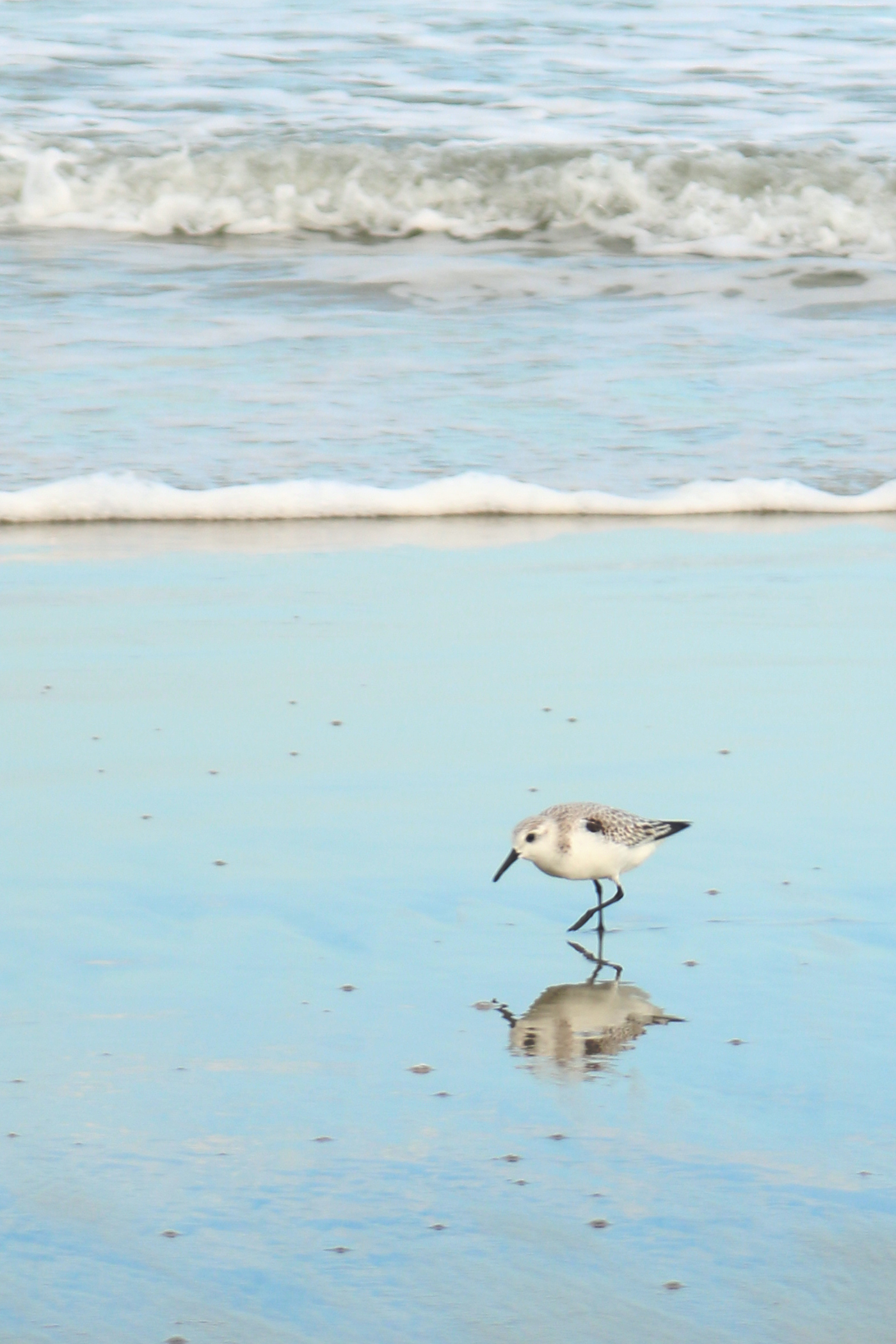 Ecotourism in the Outer Banks, NC