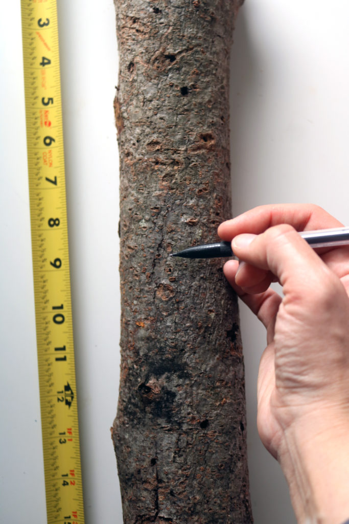 Measuring log to make Winter Solstice decoration.