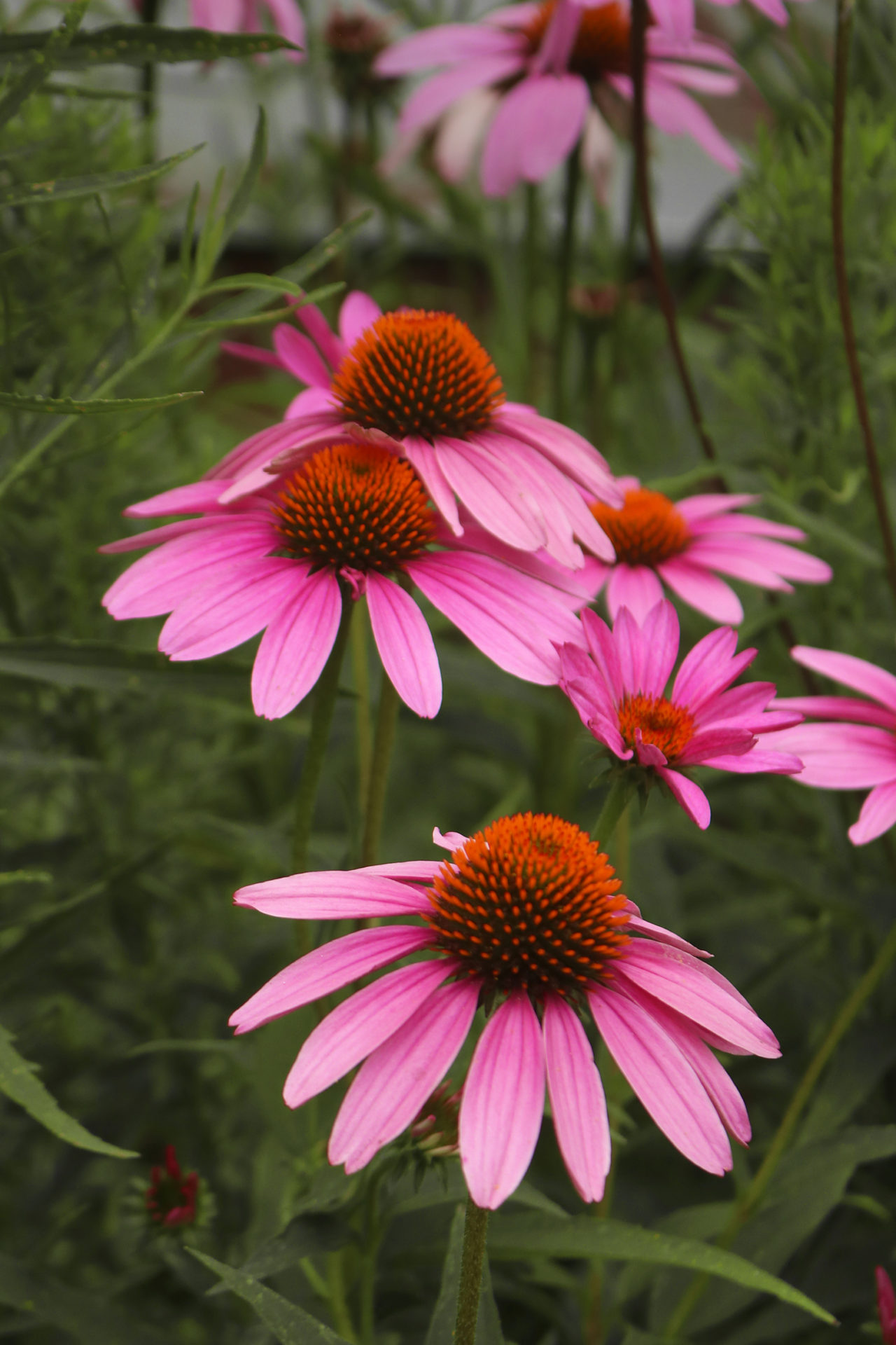 How to use echinacea in witchcraft.