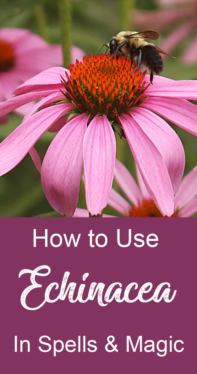 How to use echinacea in spells, magic and witchcraft.