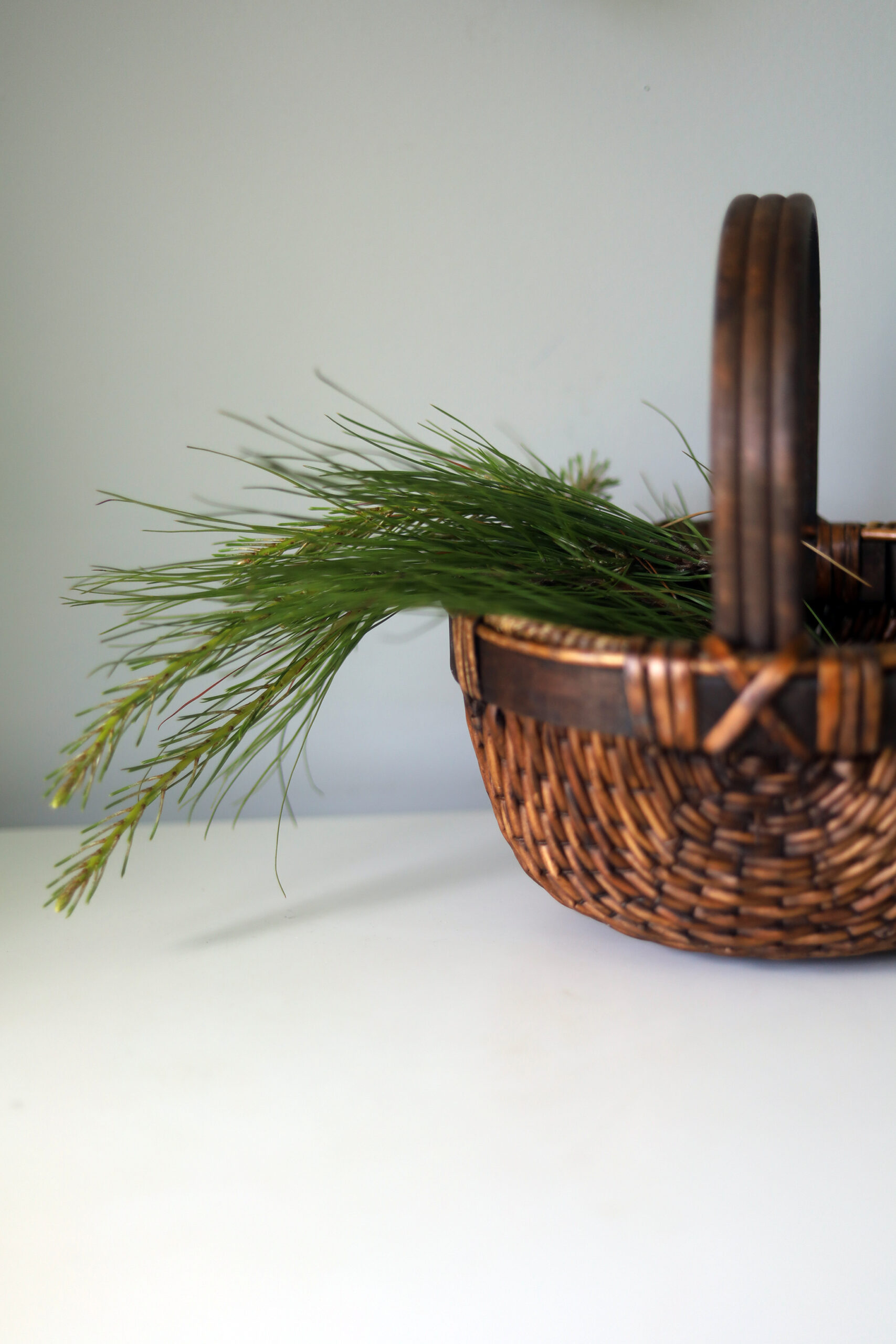 The bright, fresh scent of pine packs a punch in spells for energy clearing and banishing.