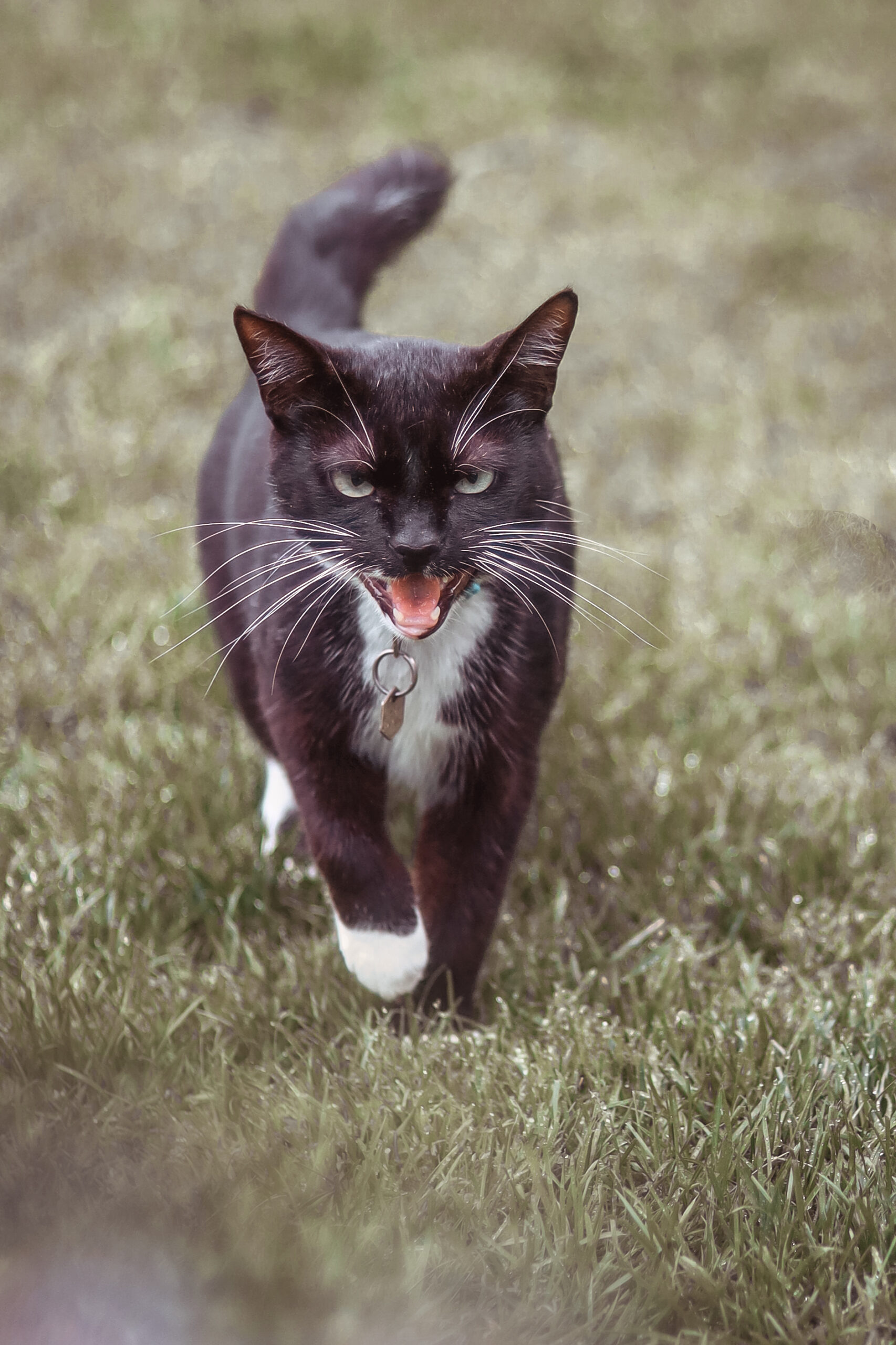 Ever wonder why cats are associated with witchcraft? Here's there adorable, sneaky history with wise women.