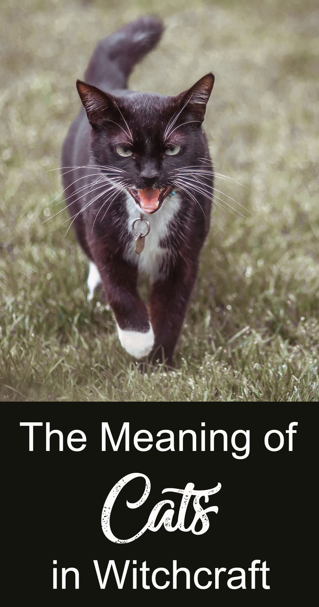 The meaning of cats in witchcraft---and what we can all learn from them!