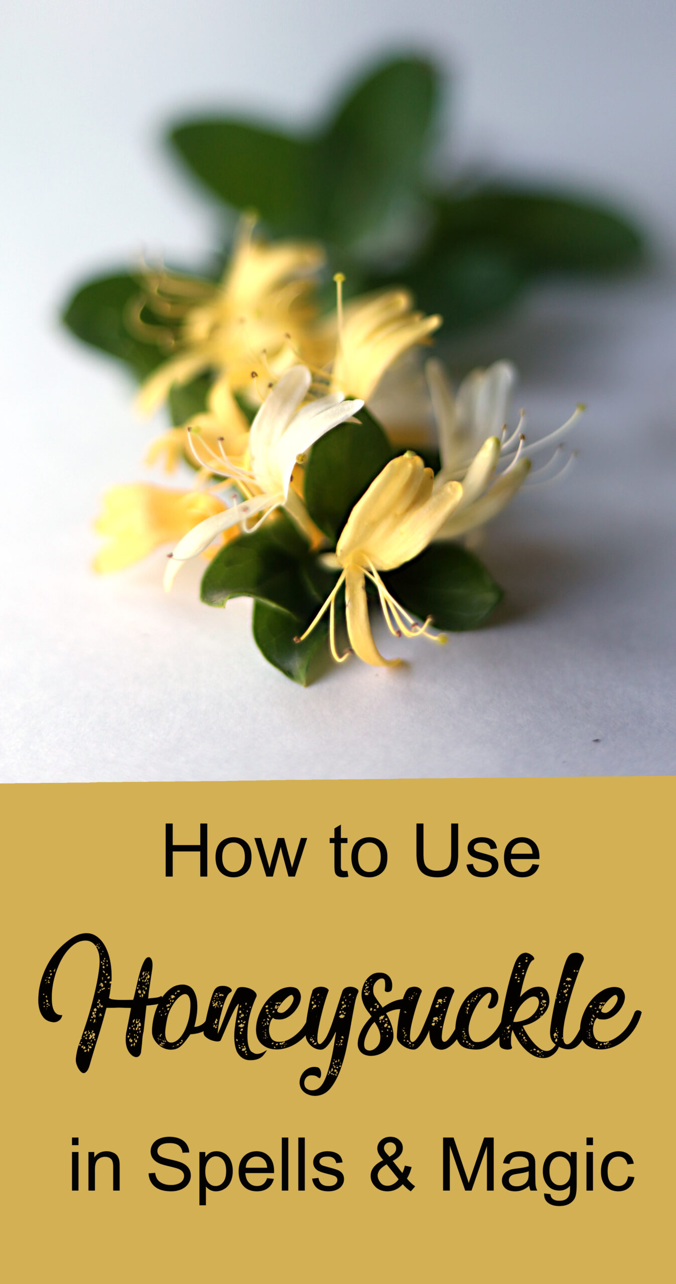 How to use honeysuckle in spells and magic. Includes correspondences and folklore.