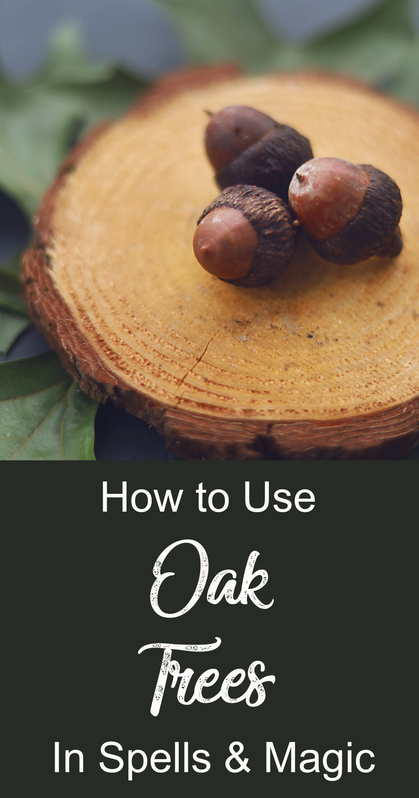 The sacred oak tree and how to use it in your magical practice.